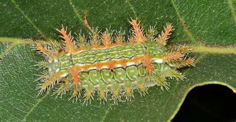 16 Stinging Caterpillars to Avoid: Visual Identification Guide