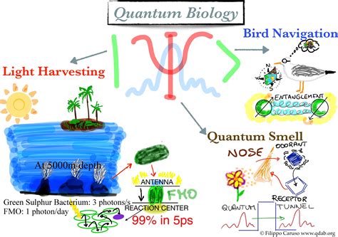 What is Quantum Biology? | The Lindau Nobel Laureate Meetings