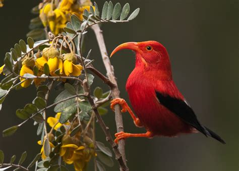 Hawaiian Honeycreepers Over many millennia (no... - The Birdr