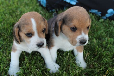 Beagle Puppies For Sale | Clare, MI #220495 | Petzlover