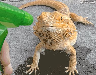 Cool Animated Lizard And Crocodile Gifs