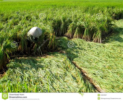 Vietnamese Farmer Harvest on a Rice Field Editorial Photography - Image of culture, asian: 34623907