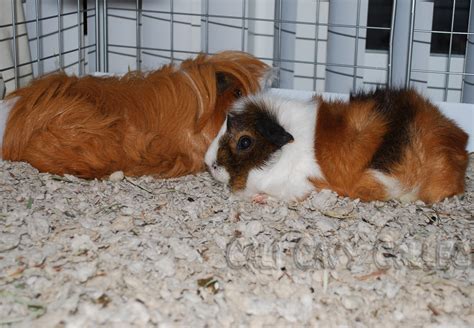 Cali Cavy Collective: a blog about all things guinea pig: Secrets of ...