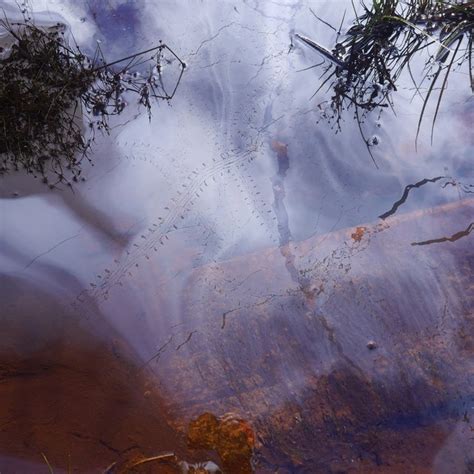 Pond skater footprints © Richard Webb cc-by-sa/2.0 :: Geograph Britain ...