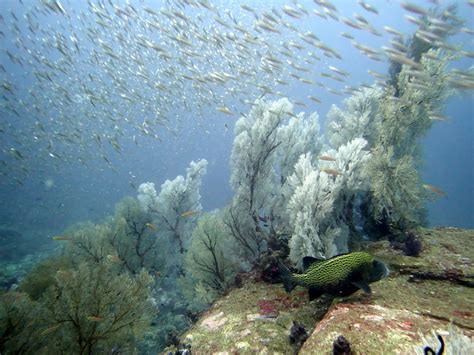 Similan Islands diving tips ⋆ Pirate Divers International