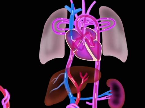 Fetal Circulation Animation