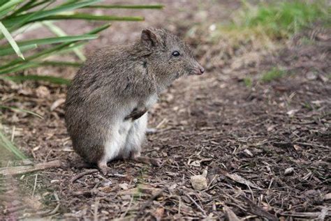 Long nosed potoroo - Alchetron, The Free Social Encyclopedia