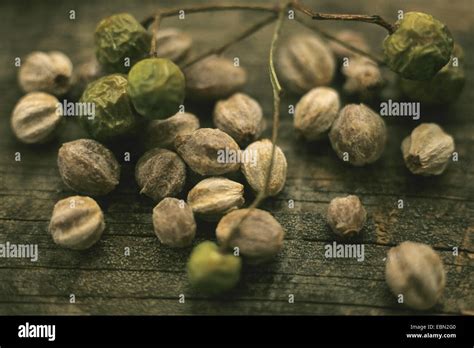 Persian lilac, chinaberry tree (Melia azedarach), seeds Stock Photo - Alamy