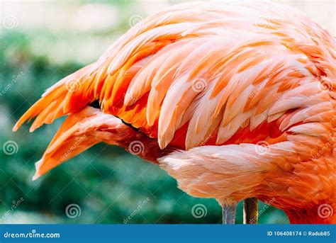 Pink Flamingo Feathers stock photo. Image of flamingos - 106408174