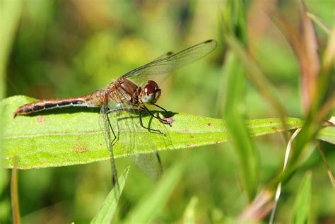 Dragonfly | Fearsome predators of the insect world, Dragonfl… | Flickr