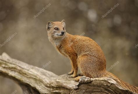 Yellow Mongoose Stock Photo by ©SCOOPERDIGITAL 5847938