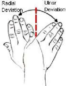 4: Radial/ulnar deviation of the wrist | Download Scientific Diagram