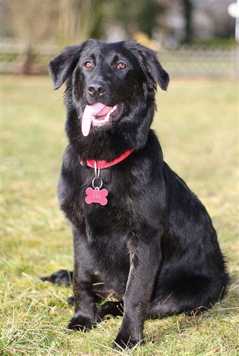 Border Collie Lab Mix - A Guide To The Energetic Borador Dog Breed | Border collie lab mix ...