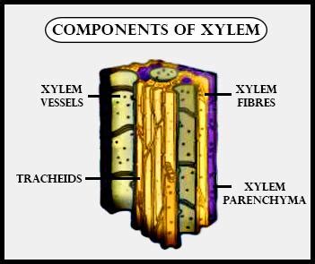 Stem Tracheids Fibers Vessels