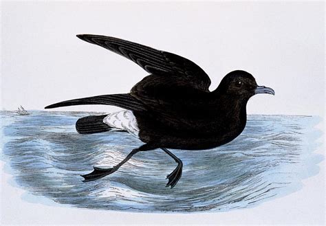 Storm Petrel Photograph by George Bernard/science Photo Library | Fine ...