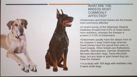 What Is Wobblers Disease In Dogs