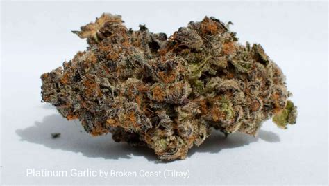 Platinum Garlic by Broken Coast (Tilray) - Puff The Magic