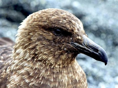 Skua – "OCEAN TREASURES" Memorial Library