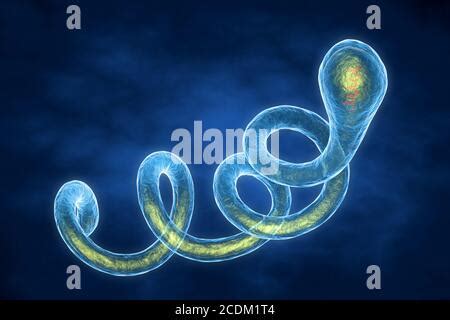 3d illustration of Spirochaete Borrelia bacteria, the cause of Lyme disease. These spirochaete ...