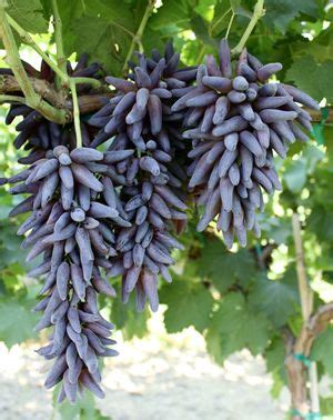 witch fingers grapes from the Grapery | Things to get | Pinterest