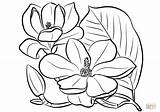 Southern Magnolia Coloring Page  Free Printable Coloring Pages Flor sketch template