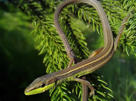 A Guide to Caring for Pet Long-Tailed Grass Lizards