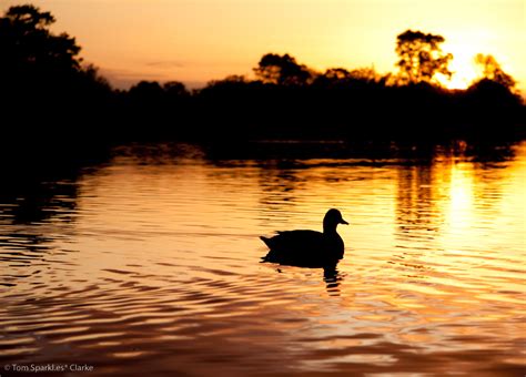 Sunset Duck by GhostOfSparkles on DeviantArt