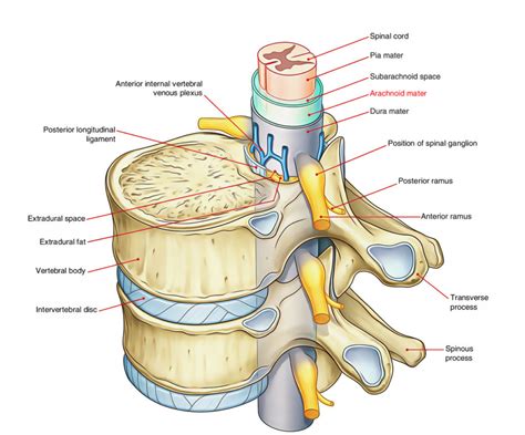 Arachnoid Mater (Spinal Cord) – Earth's Lab