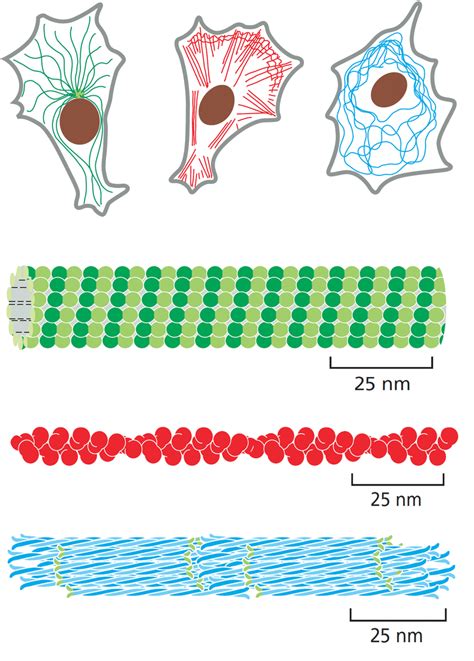 3 types of cytoskeleton