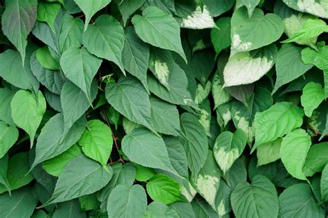 Variegated Lysimachia: Plant Care & Growing Guide