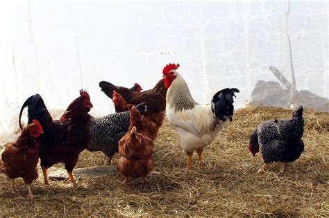 Finding your perfect match: Best poultry breeds for small farms - Small Farm Canada