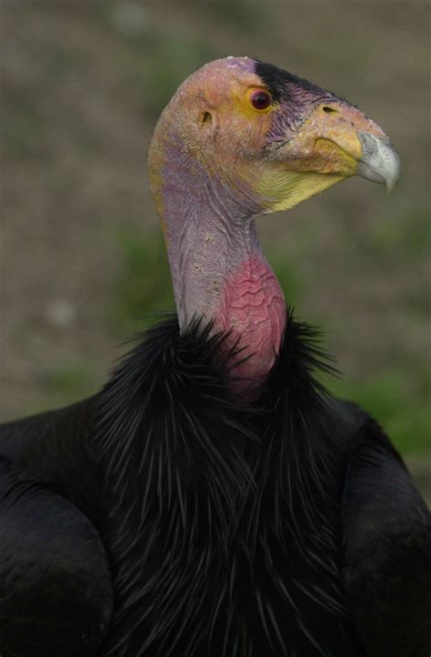 Free picture: california, condor, face, head, gymnogyps californianus