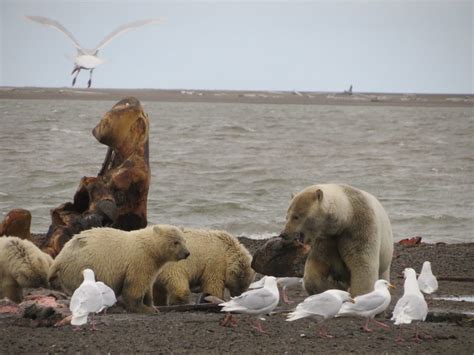 Kaktovik Polar Bear Conservation Project – Part 1 – Friends of Alaska National Wildlife Refuges