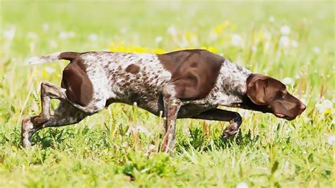 Are German Shorthairs Good Duck Dogs? Top Answer Update - Chambazone.com