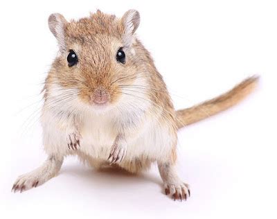 Mongolian Gerbils: The Sociable And Inquisitive Pet Rodent | The Pets ...