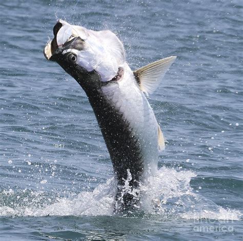 Tarpon Jumping Out Of The Water. Photograph by Elizabeth Greene