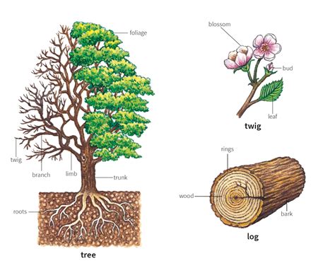 twig noun - Definition, pictures, pronunciation and usage notes | Oxford Advanced Learner's ...