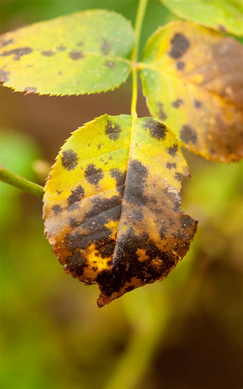 How to get rid of Rose Black Spot | Kings Plant Doctor