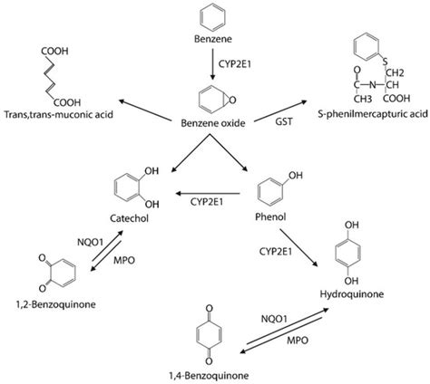 Toxics | Free Full-Text | Effects of Benzene: Hematological and Hypersensitivity Manifestations ...