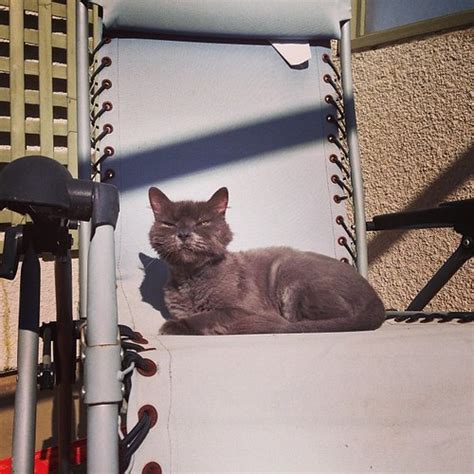Sunbathing cat. Keeping the cats separated for now until t… | Flickr