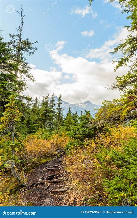 Hiking Trail in Skagway, Alaska Stock Photo - Image of fall, scene ...