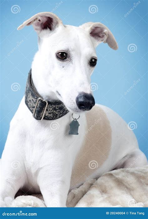 Fawn and White Whippet stock photo. Image of fancy, blue - 20240004