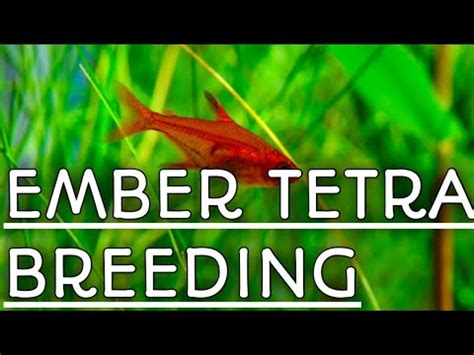 Ember tetra breeding | Breeding ember tetras | Ember tetra | How to ...