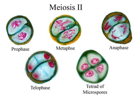 Prophase 2 Of Meiosis