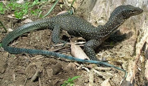 Blue Tailed Monitor Facts and Pictures | Reptile Fact