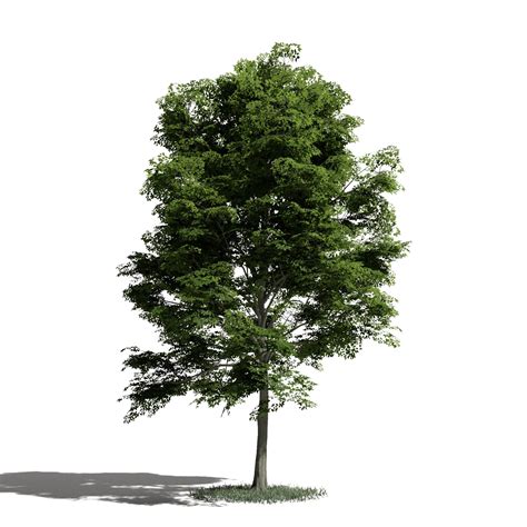 Tree 42 AM1 for Blender Archmodels - BLENDER 3D model - Evermotion