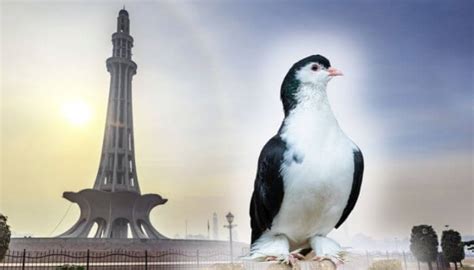 Lahore Pigeon: Breed Guide – Pigeonpedia