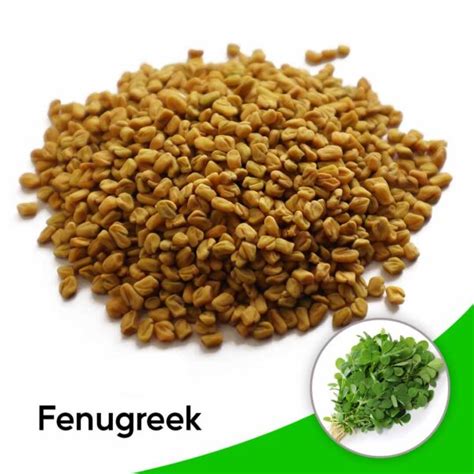 Fenugreek seeds - Santhi Online Plants Nursery