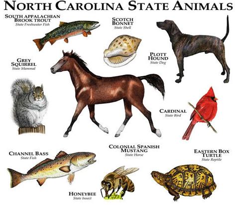 North Carolina State Animals Poster Prnt | Etsy in 2021 | Animals, Animal posters, Black forest ...