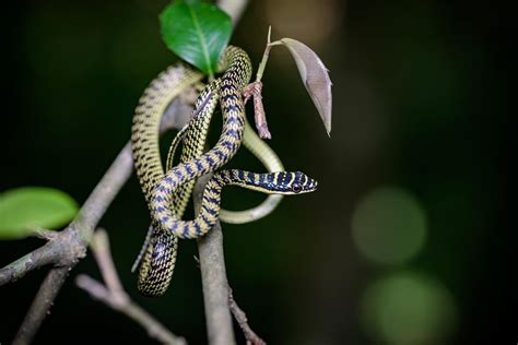 Golden tree snake (Chrysopelea ornata)